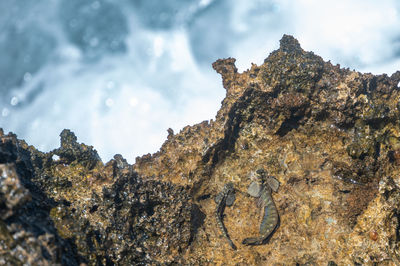 Rockskipper also known as combtooth blenny, resting on rocks on ilot sancho island, mauritius