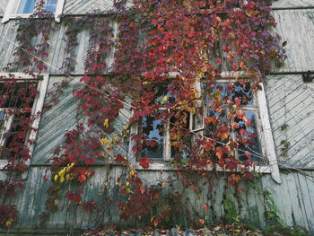 Low angle view of ivy on building wall