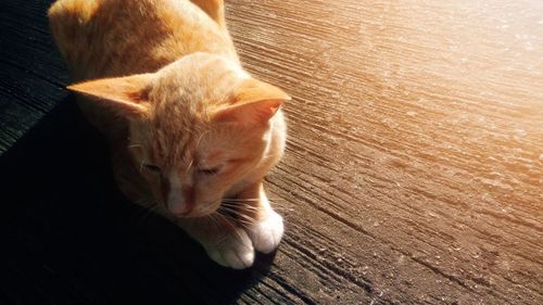 High angle view of cat on wooden floor