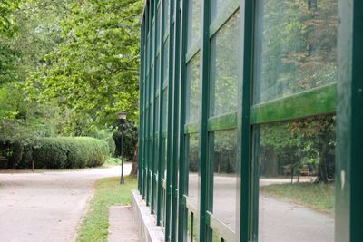 Trees seen through window