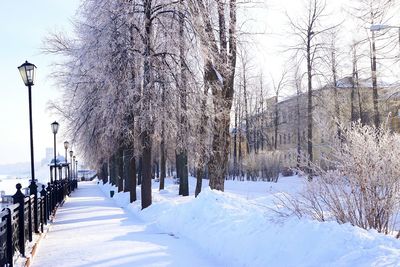 Low angle view of trees against sky during winter