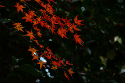 Low angle view of maple leaves on tree
