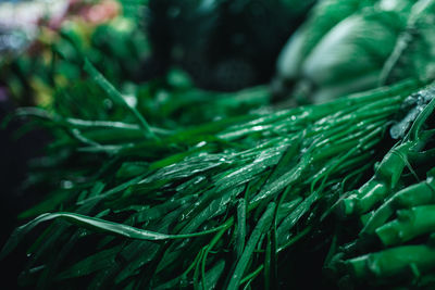 Full frame shot of fresh green plants