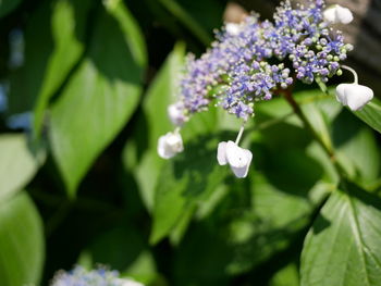 Close-up of purple flowering plant