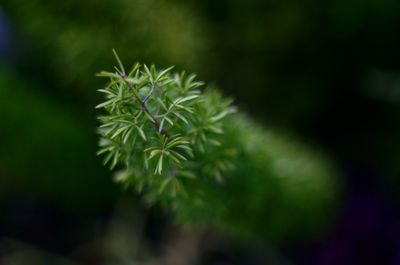 Close-up of plant against blurred background