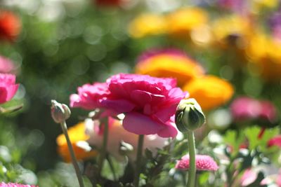 Close-up of pink flowers blooming outdoors