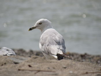 Close-up of seagull perching on land