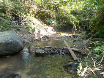 Stream flowing through rocks in forest