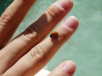 Cropped image of hand holding ladybug