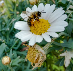 Close-up of bee pollinating on yellow flower