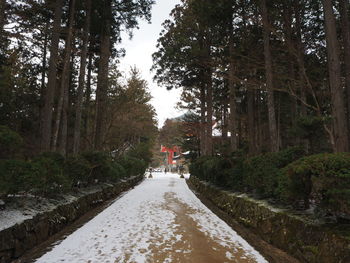 Road amidst trees in forest