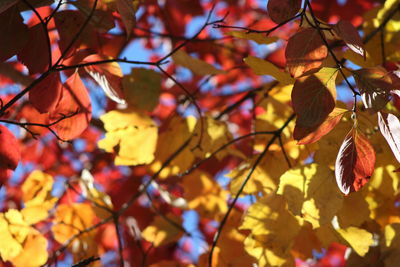 Low angle view of maple leaves on tree