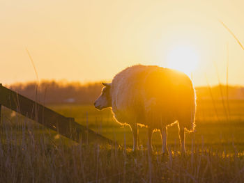 A sheep on field against sky during sunset