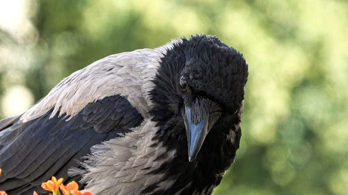 Close-up of a bird