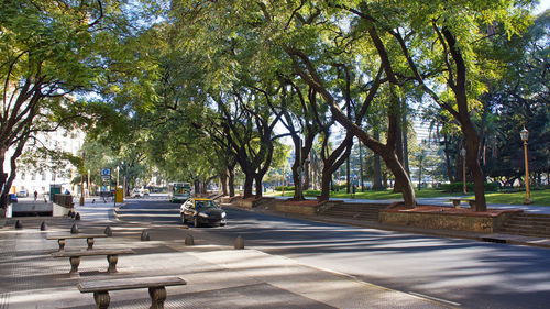 Trees in park