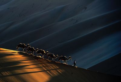 Man walking with camels at desert