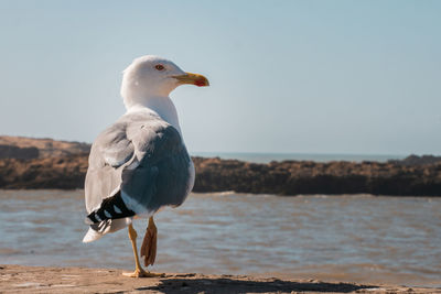 Seagull perching on a beach