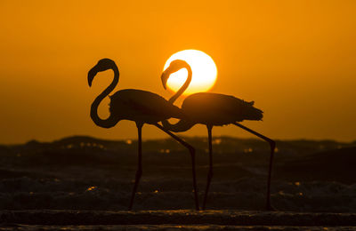 Silhouette flamingoes against sky during sunset