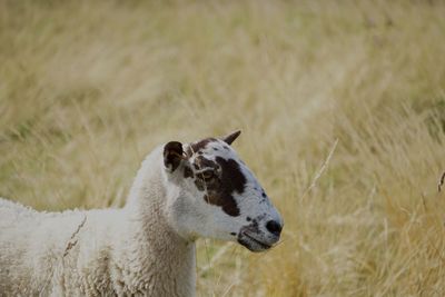 High angle view of a sheep grazing in a field