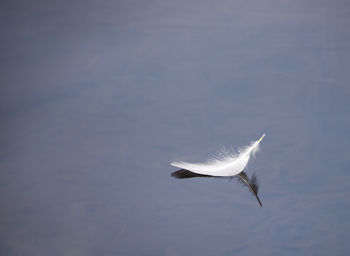 Close-up of feather floating on lake