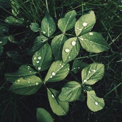 High angle view of raindrops on leaves