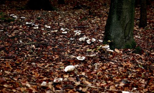 Close-up of tree trunk in forest during autumn