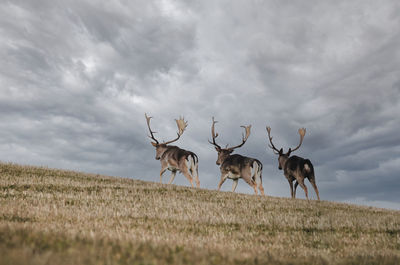 View of deer on field against sky