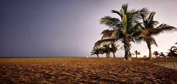 Palm trees on beach against clear sky