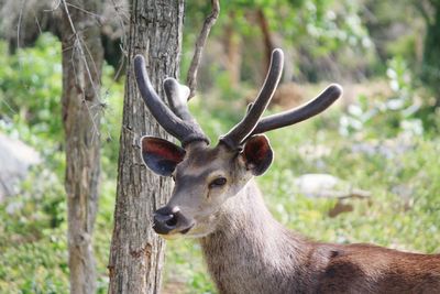 Portrait of deer in forest