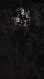 Bare trees against sky