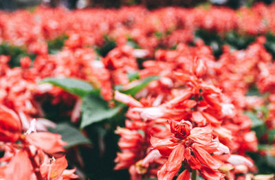 Close-up of red flowering plant