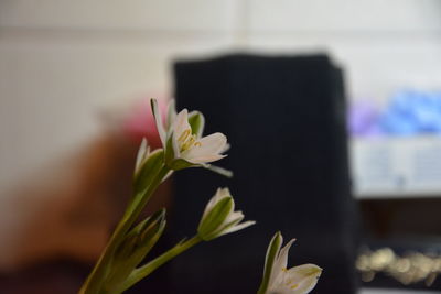 Close-up of flowers