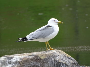 Close-up of seagull perching on rock