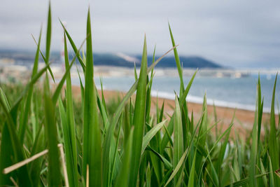 Close-up of grass on land against sea