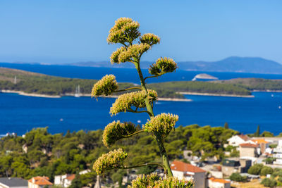 Close-up of flowering plant by sea against blue sky