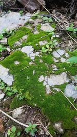 High angle view of plant growing on field