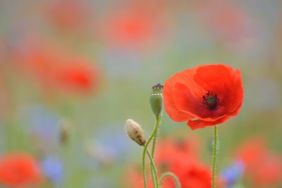 Close-up of red poppy