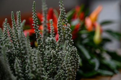 Close-up of red berries on plant