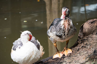 Close-up of birds perching on the lake