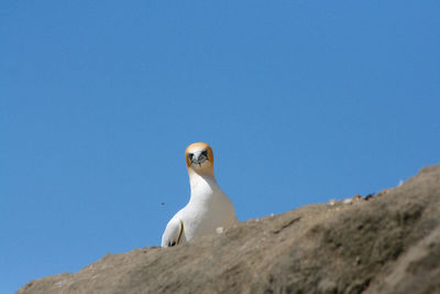 Low angle view of bird perching against clear blue sky