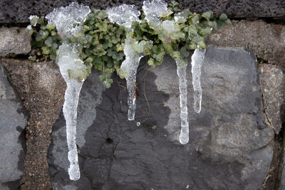 Close-up of frozen plants against wall