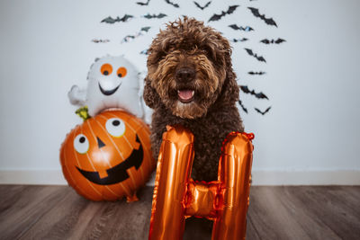 Portrait of dog with toy