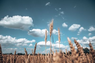 Low angle view of stalks in field against sky