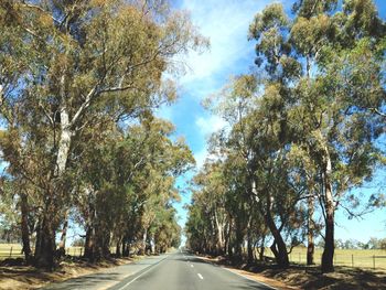 Empty road along trees