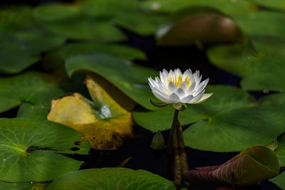 Close-up of lotus water lily