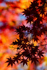 Close-up of maple leaves on tree during sunset