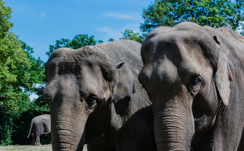 Elephants standing against sky in forest