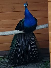 Close-up of peacock