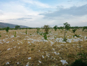 Scenic view of field against sky