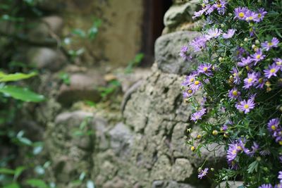 Close-up of flowers blooming outdoors